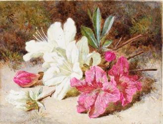 Flor de Azalea, c.1865-74